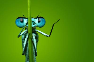 A stick insect with big blue eyes. 